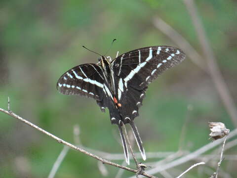 Image of Neographium