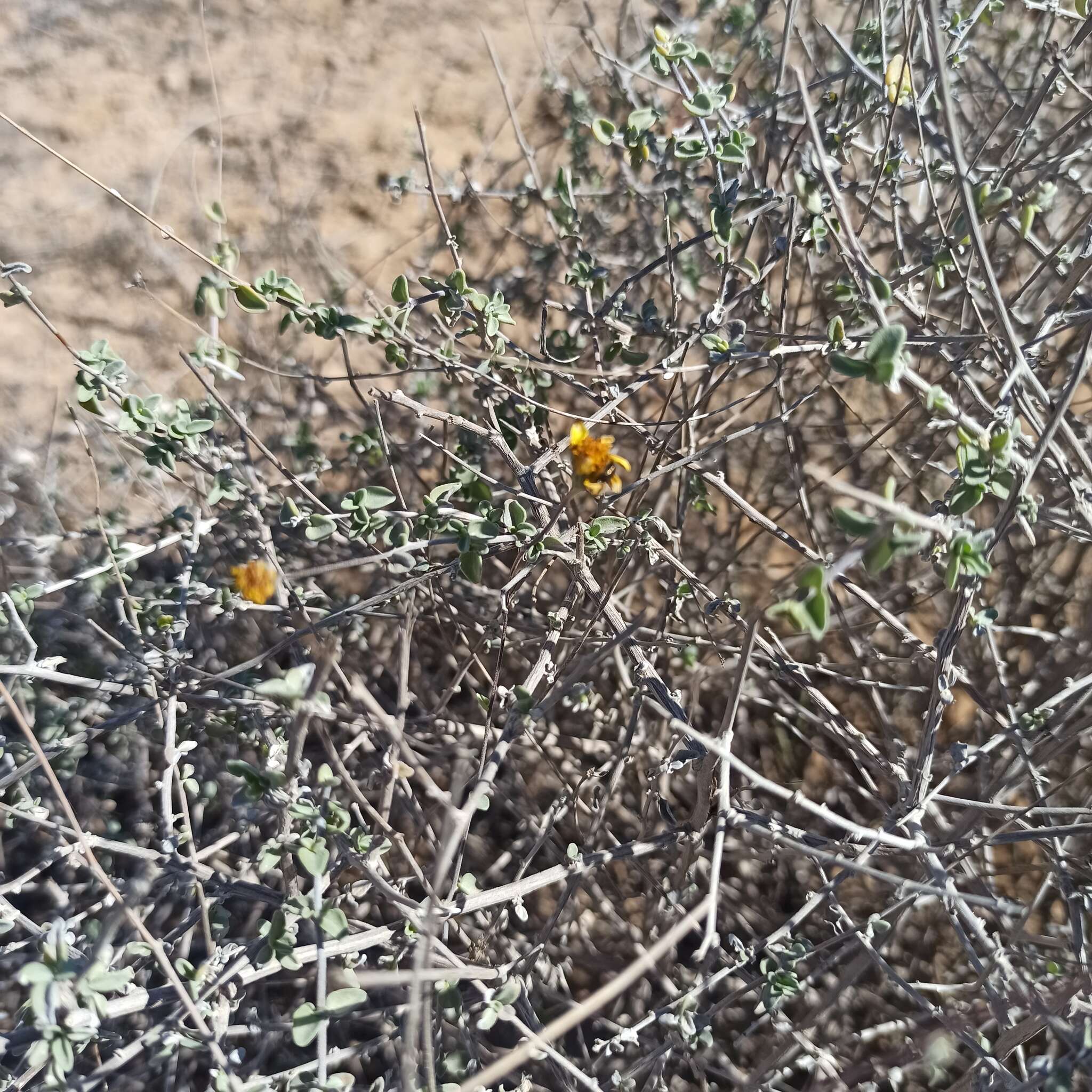 صورة Bahiopsis microphylla (Vasey & Rose) E. E. Schill. & Panero