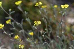 Image of Aurinia sinuata (L.) Griseb.