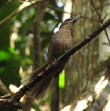 Image of Shrikebill