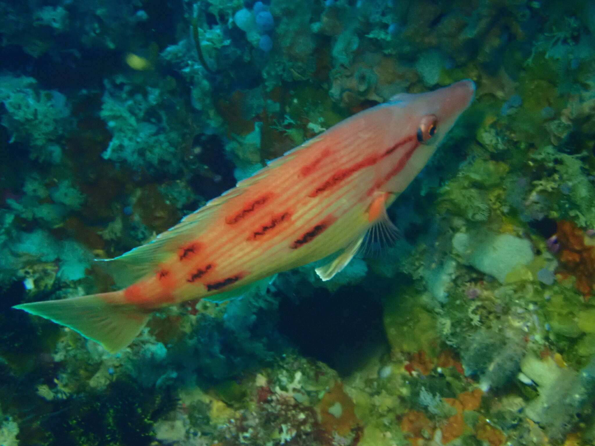 Sivun Bodianus unimaculatus (Günther 1862) kuva