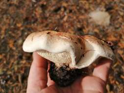 Image of Phellodon fuligineoalbus (J. C. Schmidt) Baird 2013