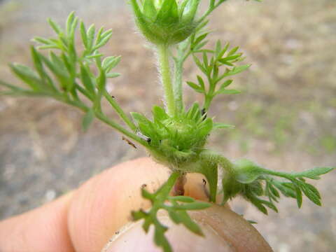 Image of field burrweed