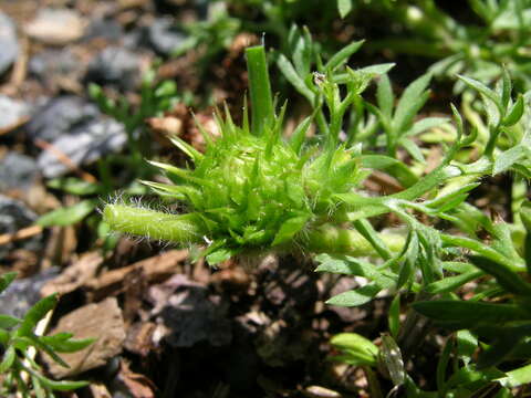 Image of field burrweed