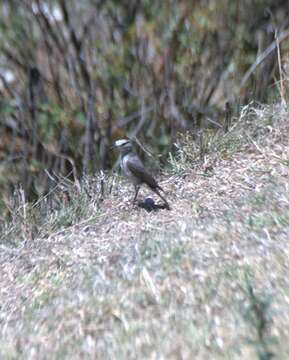 Image of Rufous-naped Ground Tyrant