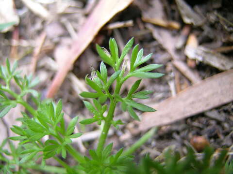 Image of field burrweed