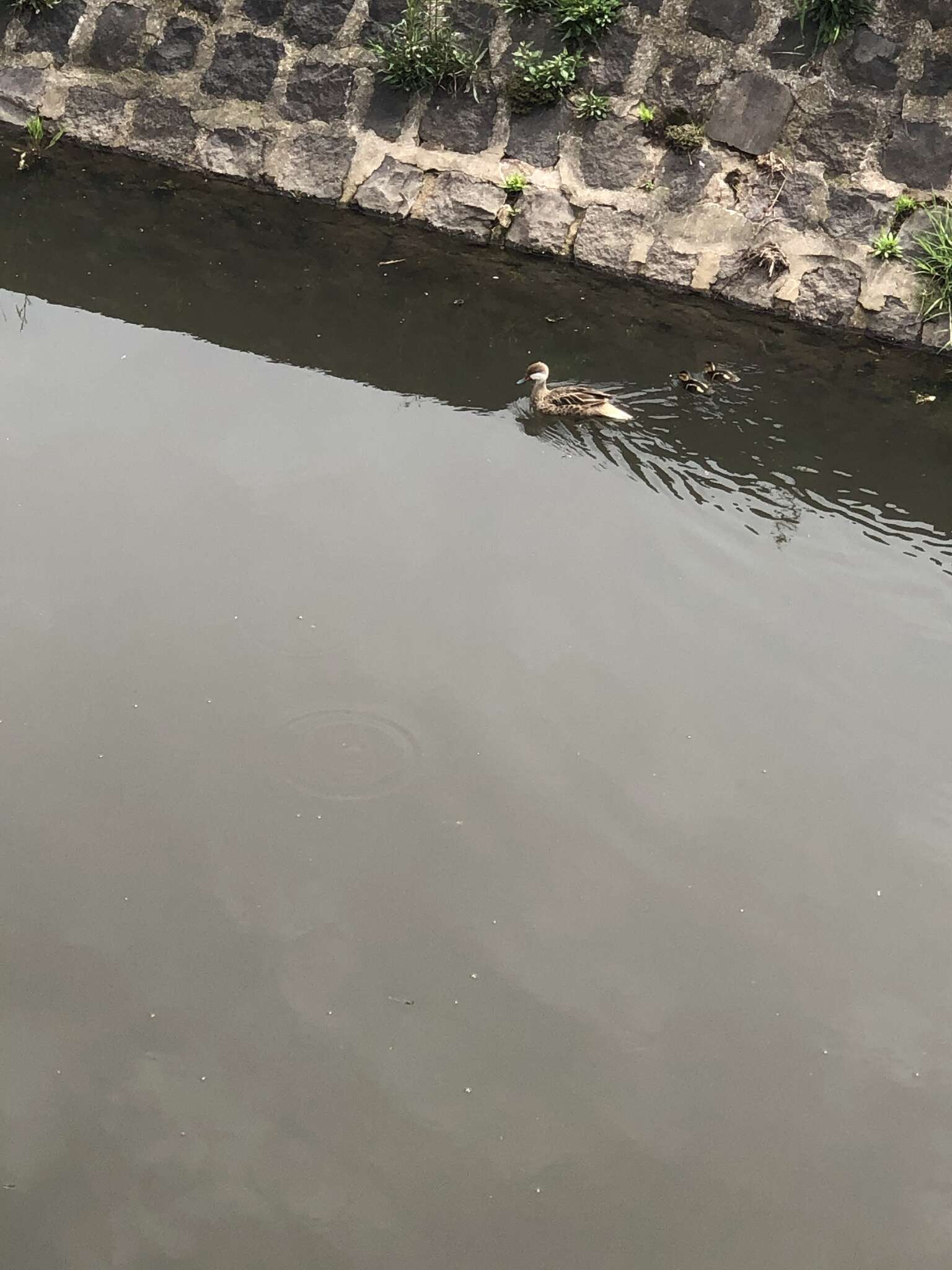 Image of White-cheeked Pintail