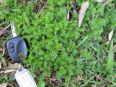 Image of field burrweed