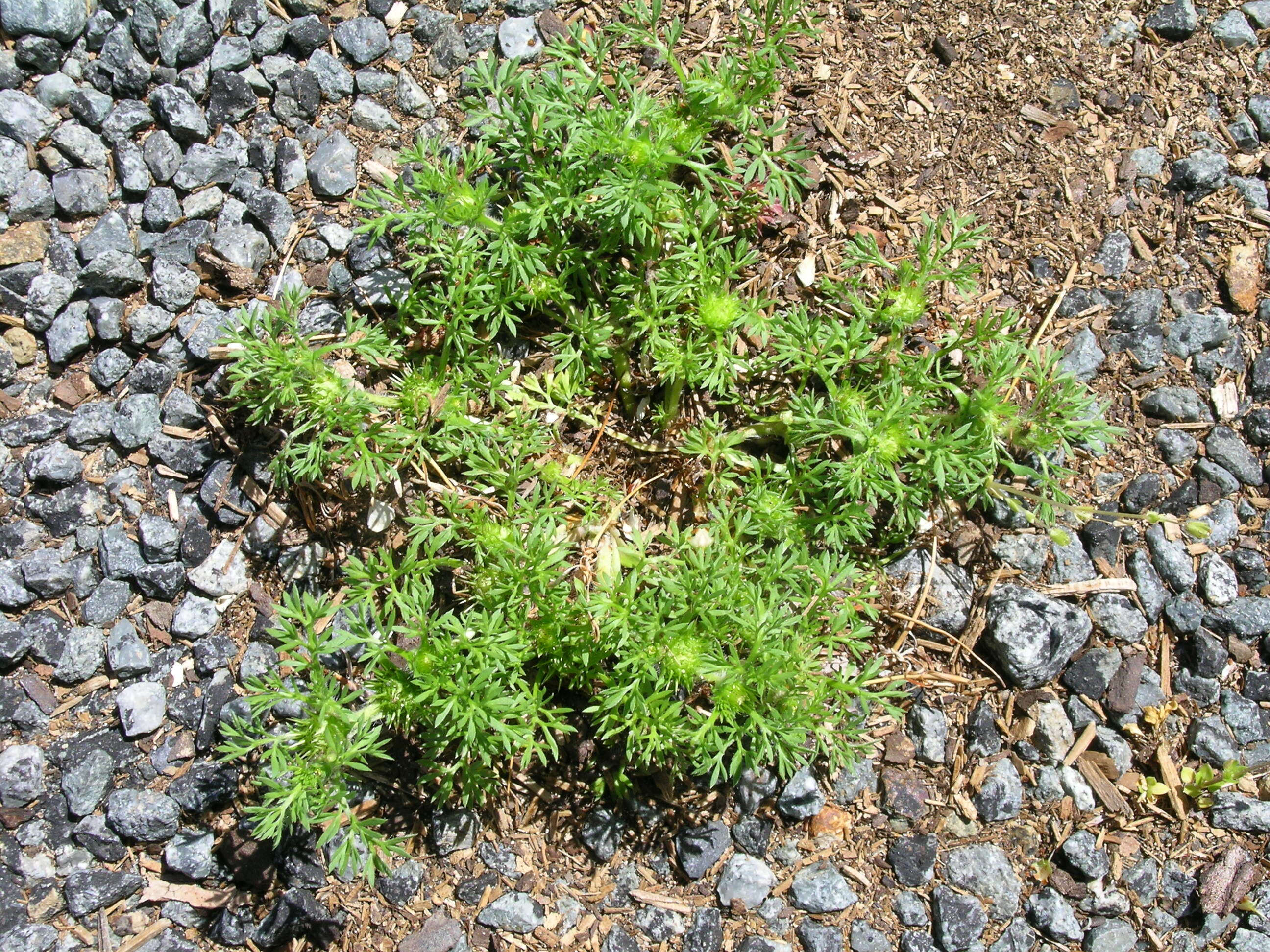 Image of field burrweed