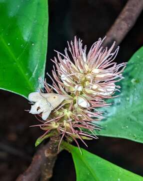 Image of Staurogyne guianensis (Bremek.) T. F. Daniel & Mc Dade