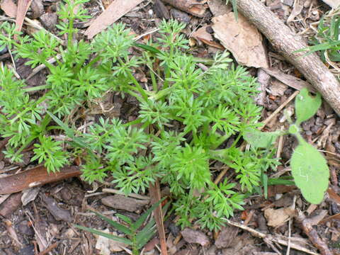 Image of field burrweed