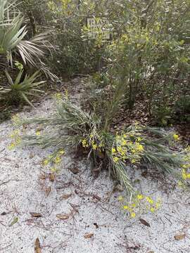 Image of narrowleaf silkgrass