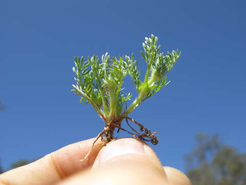 Image of field burrweed