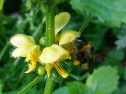 Image of Bombus haematurus Kriechbaumer 1870