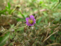 Plancia ëd Spergularia rubra (L.) J. Presl & C. Presl