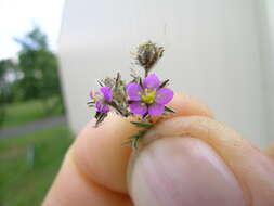 Plancia ëd Spergularia rubra (L.) J. Presl & C. Presl