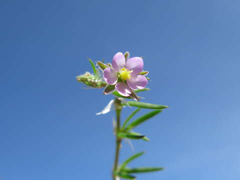 Plancia ëd Spergularia rubra (L.) J. Presl & C. Presl