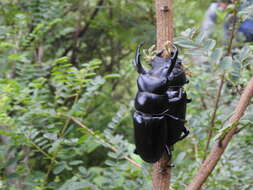 Image of Dorcus nepalensis (Hope 1831)