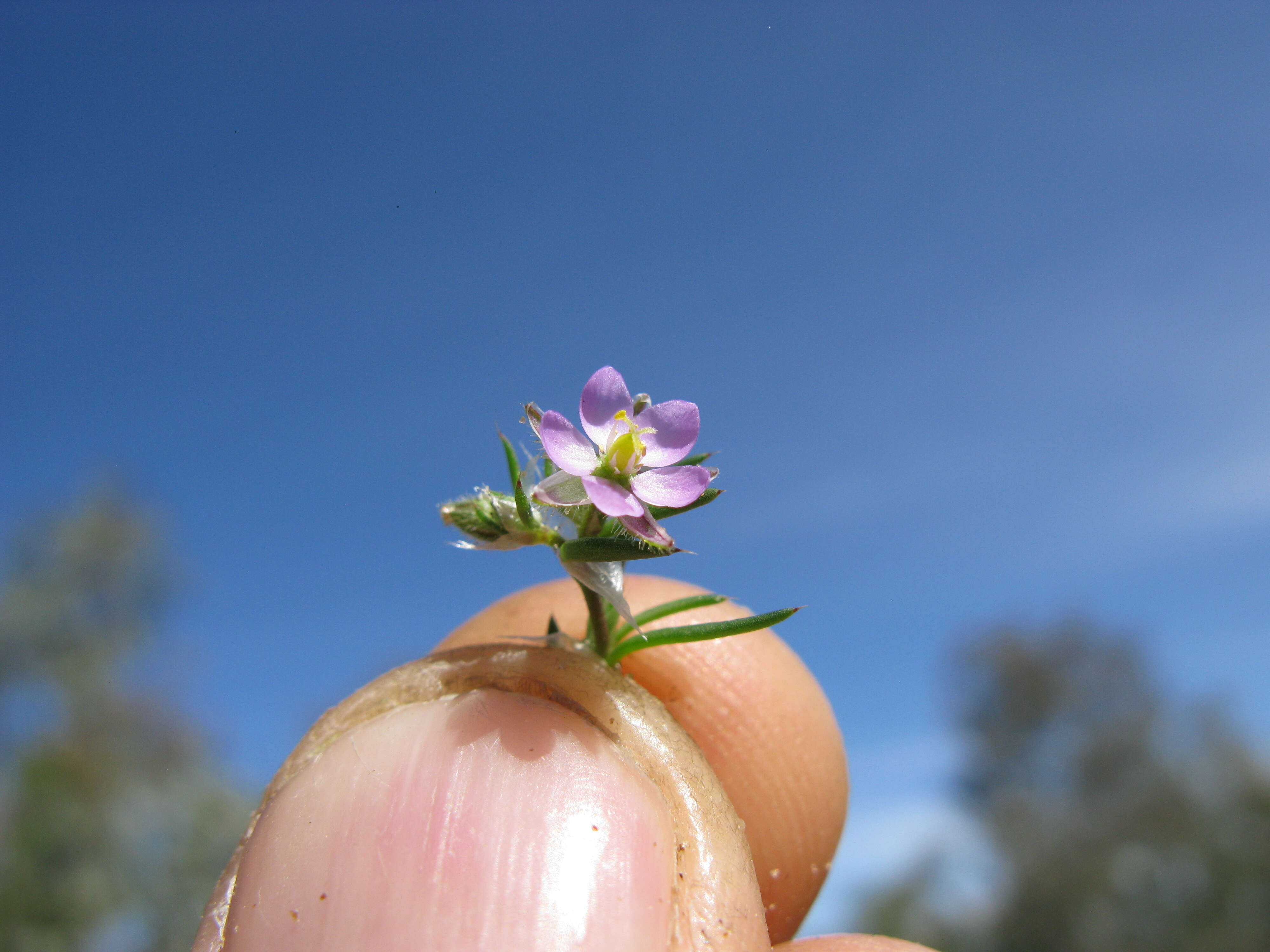 Plancia ëd Spergularia rubra (L.) J. Presl & C. Presl