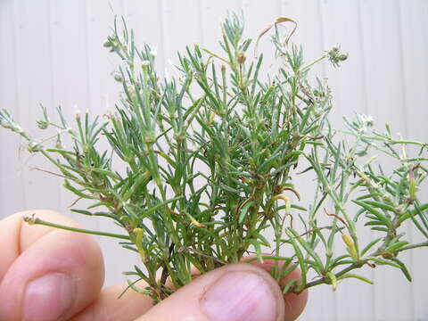 Image of red sandspurry