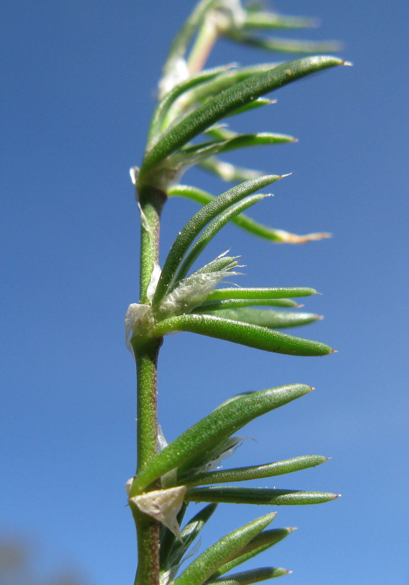 Plancia ëd Spergularia rubra (L.) J. Presl & C. Presl