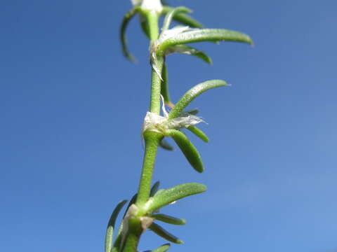 Image of red sandspurry