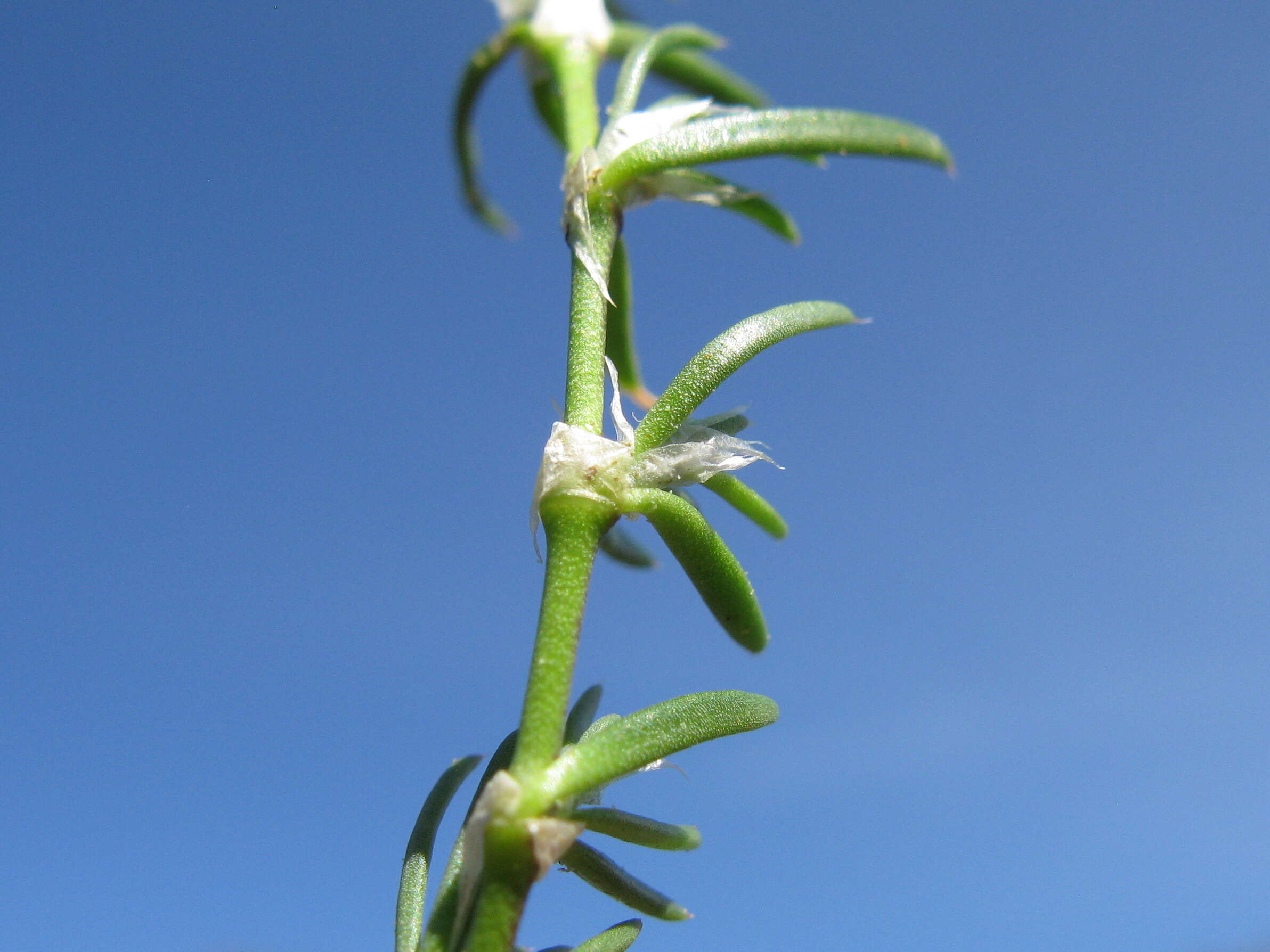 Plancia ëd Spergularia rubra (L.) J. Presl & C. Presl