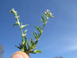 Plancia ëd Spergularia rubra (L.) J. Presl & C. Presl