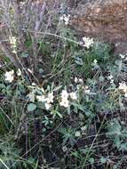 Image de Cardamine pachystigma (S. Watson) Rollins