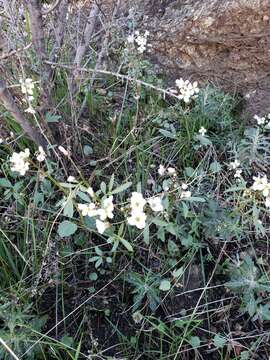 Image de Cardamine pachystigma (S. Watson) Rollins