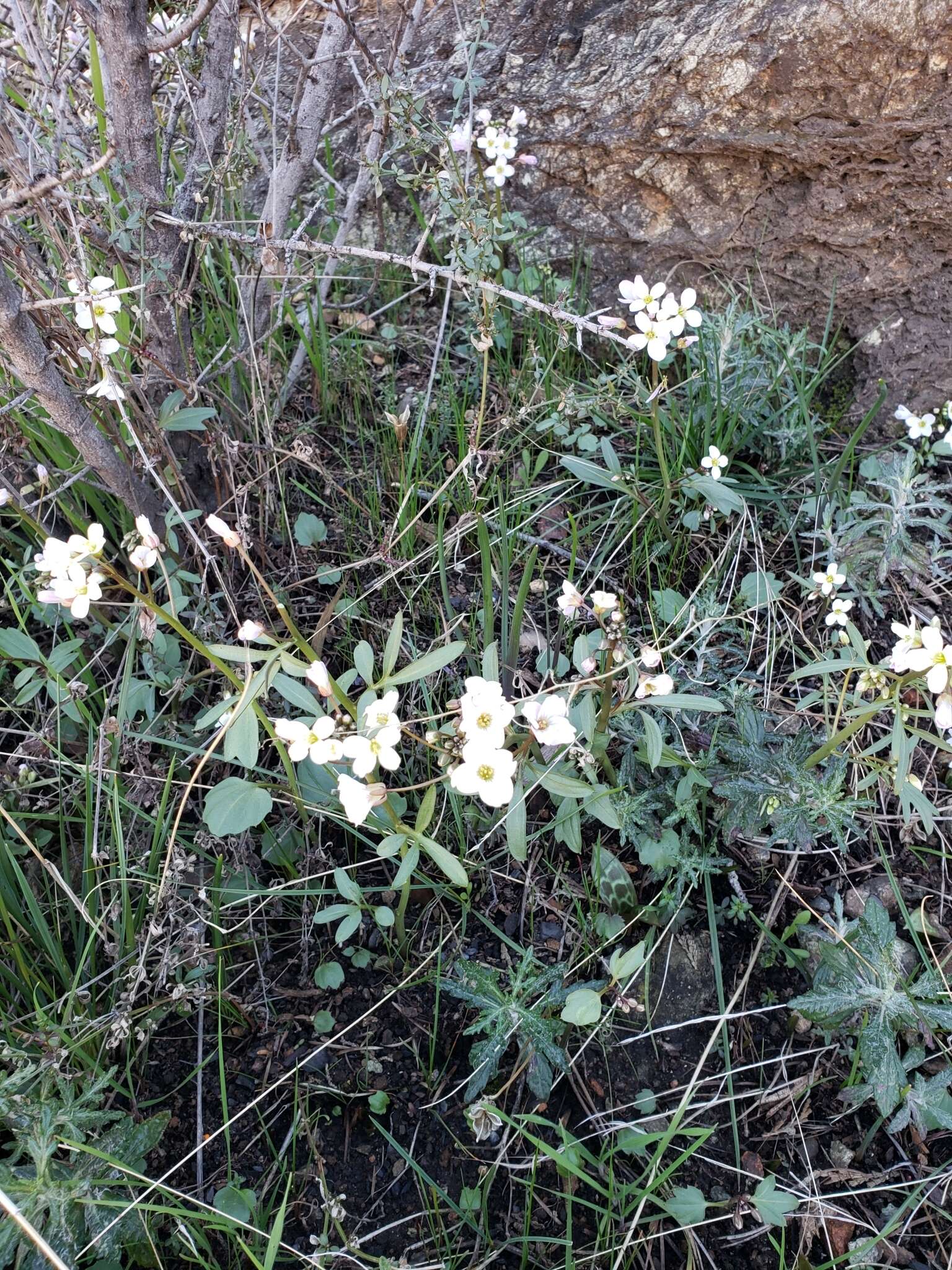 Image de Cardamine pachystigma (S. Watson) Rollins