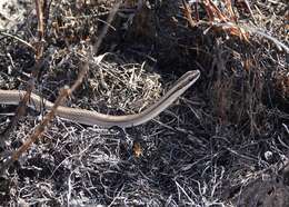 Plancia ëd Lygophis lineatus (Linnaeus 1758)