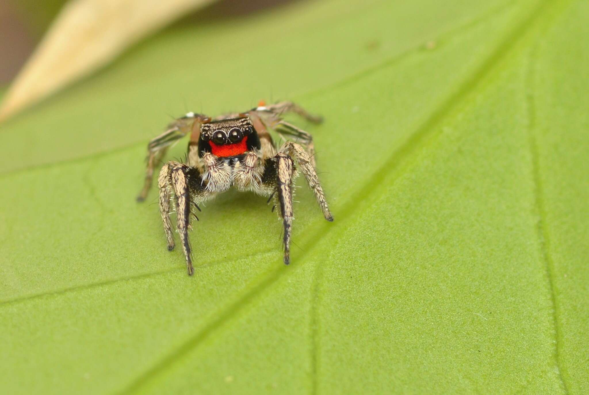 Image of Habronattus coecatus (Hentz 1846)