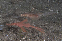 Image of Ghost pipefish