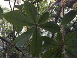 Sivun Oreopanax echinops (Schltdl. & Cham.) Decne. & Planch. kuva