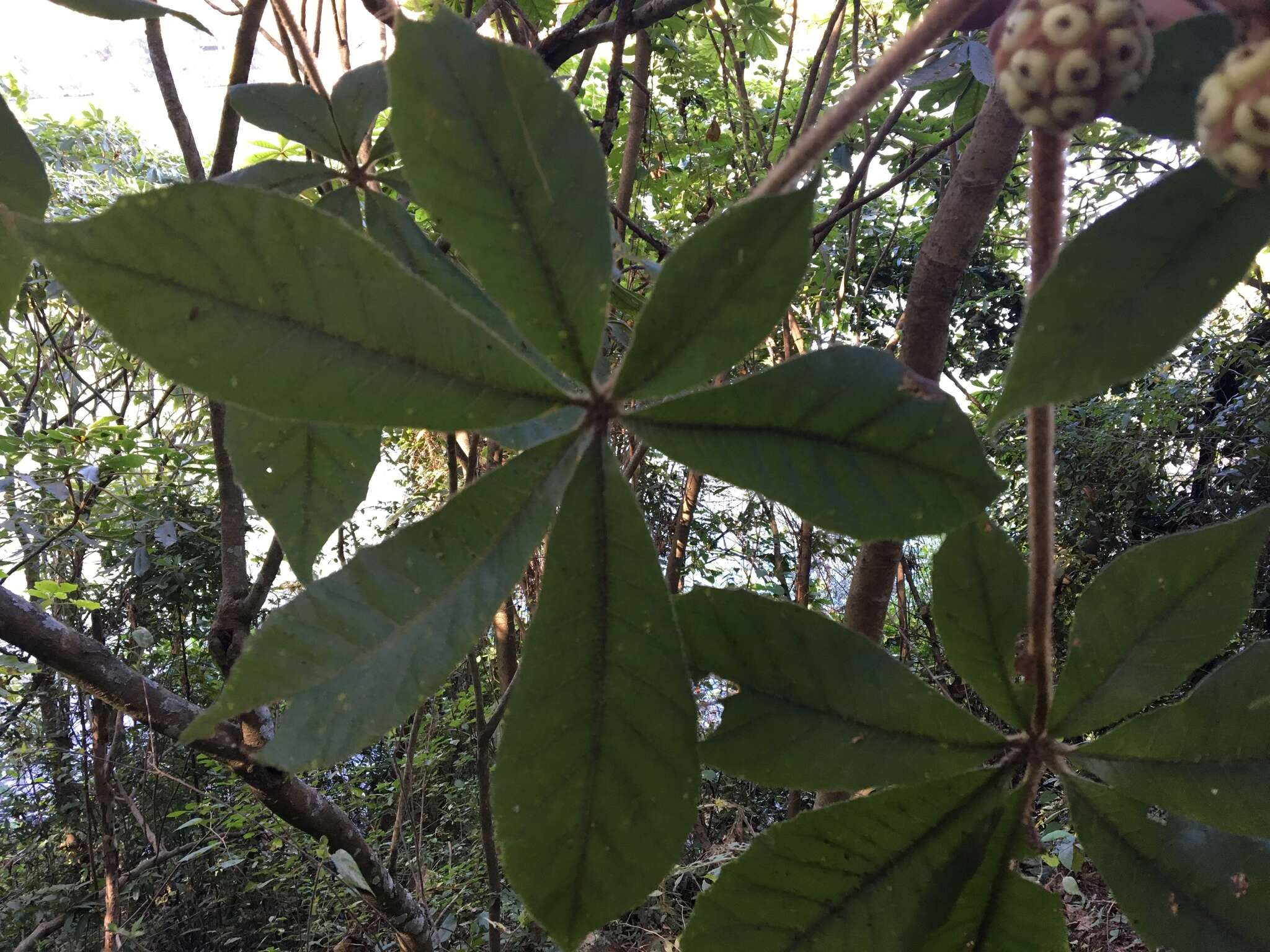 Image of Oreopanax echinops (Schltdl. & Cham.) Decne. & Planch.