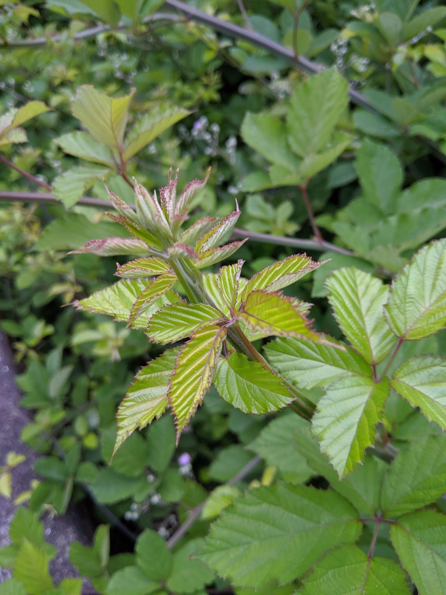 Imagem de Rubus ulmifolius var. anoplothyrsus