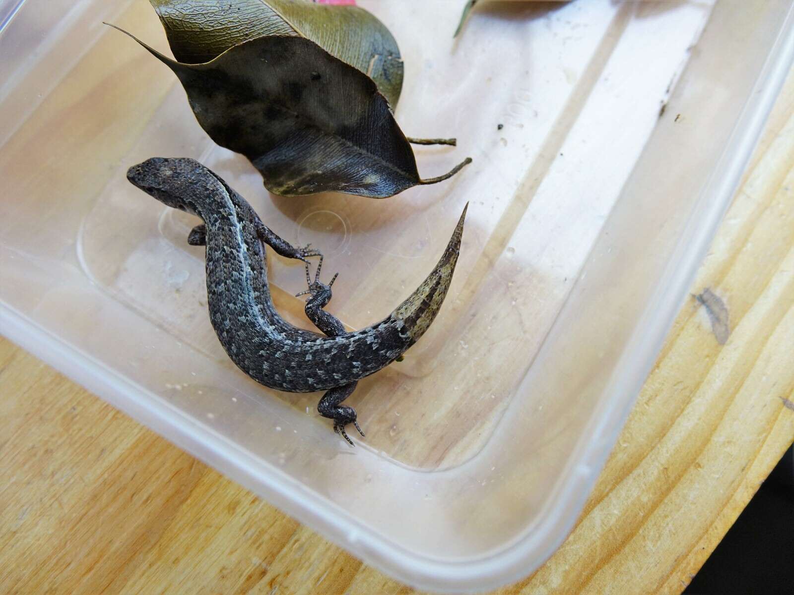 Image of Brown Skink