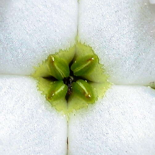 Image of Erica denticulata L.