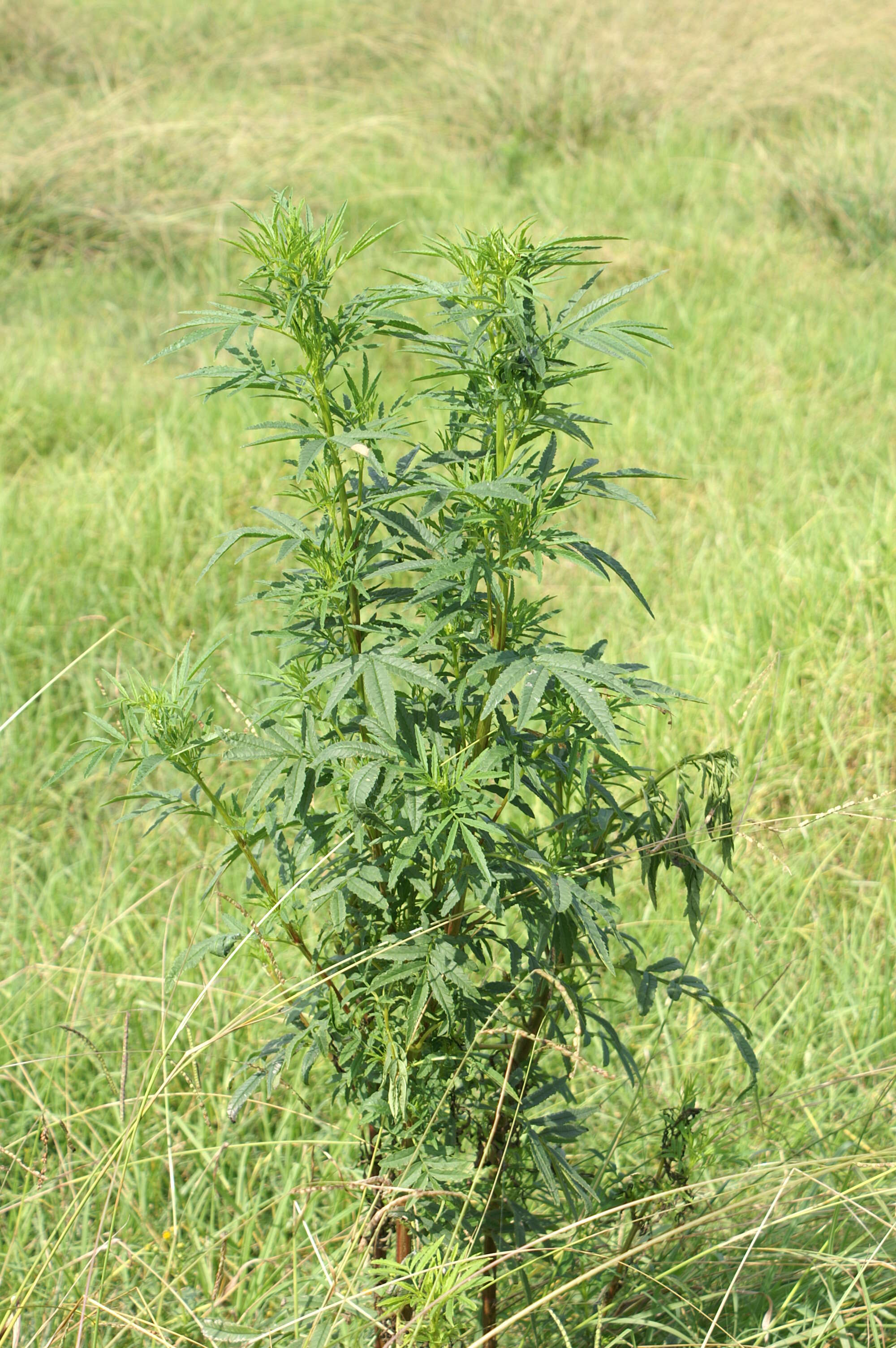 Tagetes minuta L. resmi