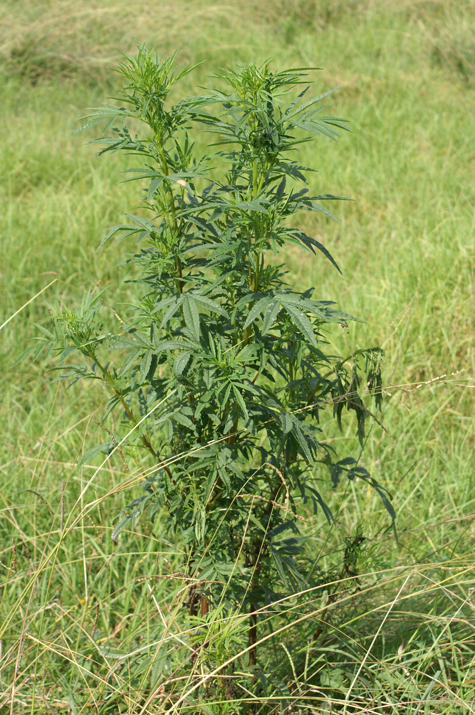 Tagetes minuta L. resmi