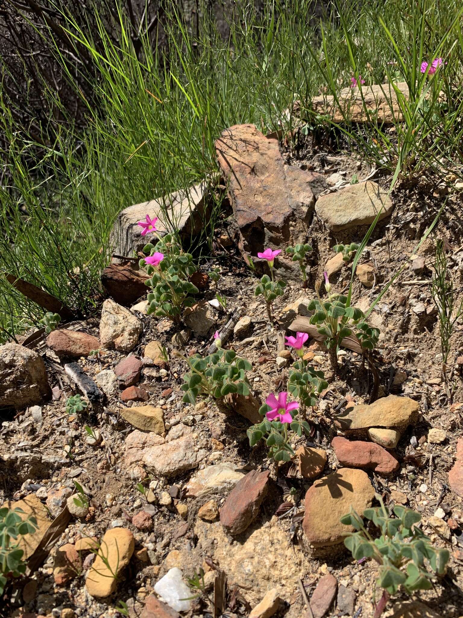 Sivun Oxalis lanata L. fil. kuva