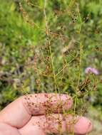 Image of pineland pinweed