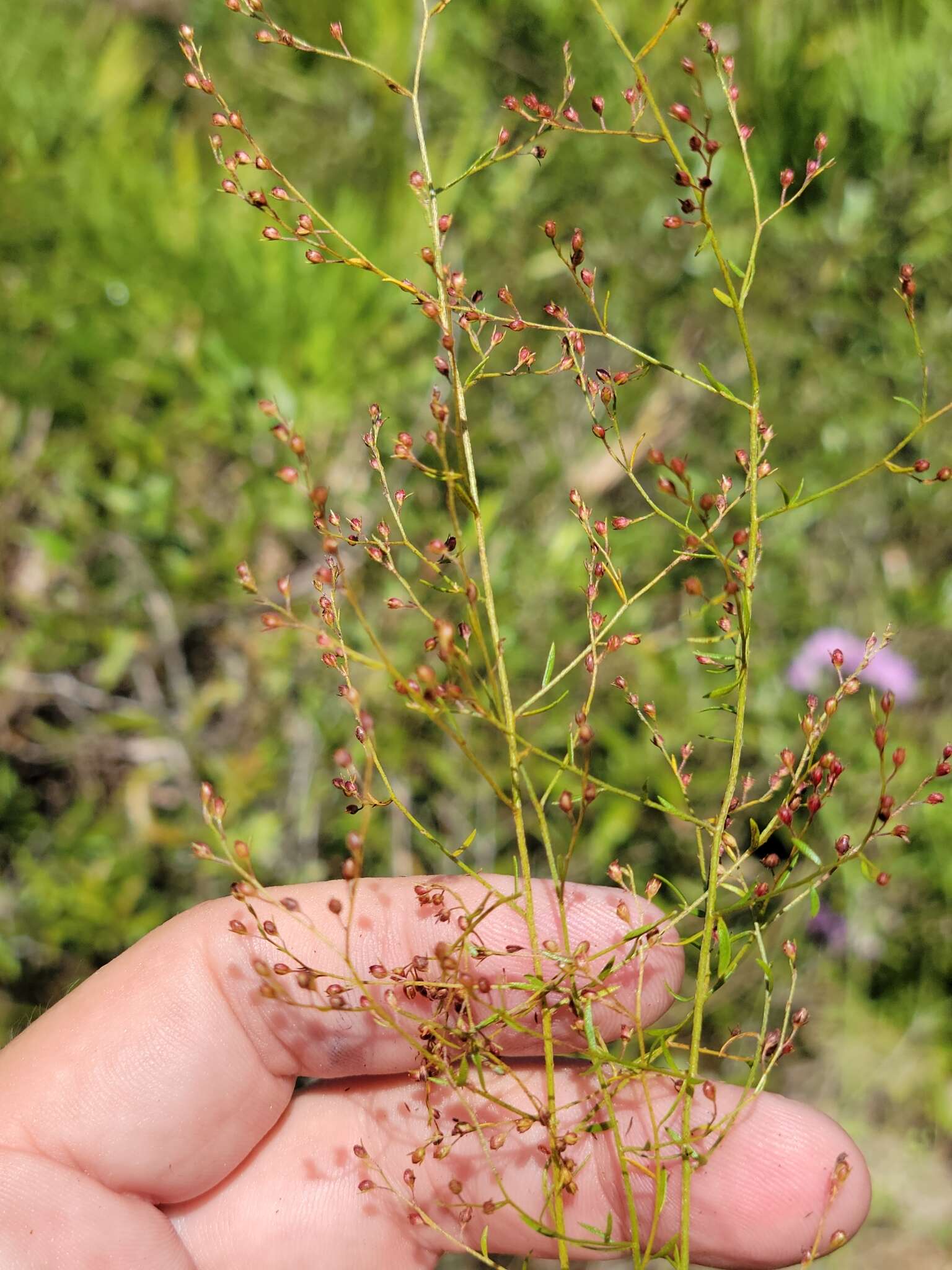 Image of pineland pinweed