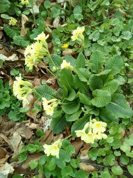 Слика од Primula elatior (L.) L.