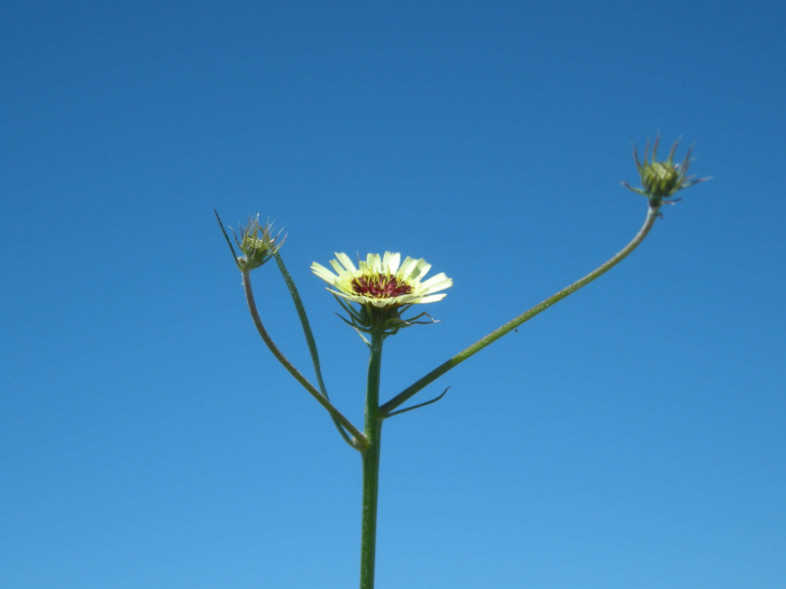 Image de Tolpis barbata (L.) Gaertn.