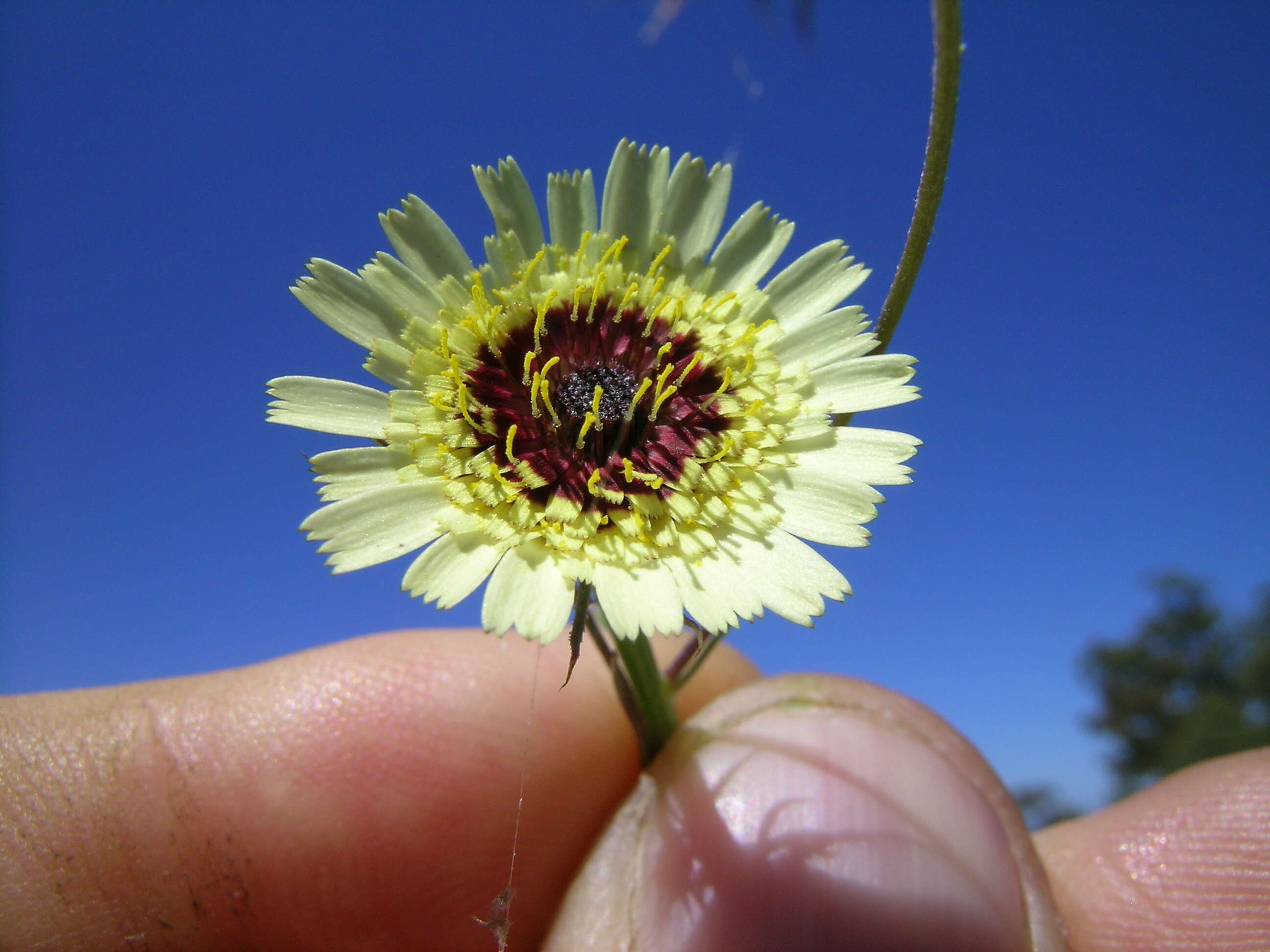 Image de Tolpis barbata (L.) Gaertn.