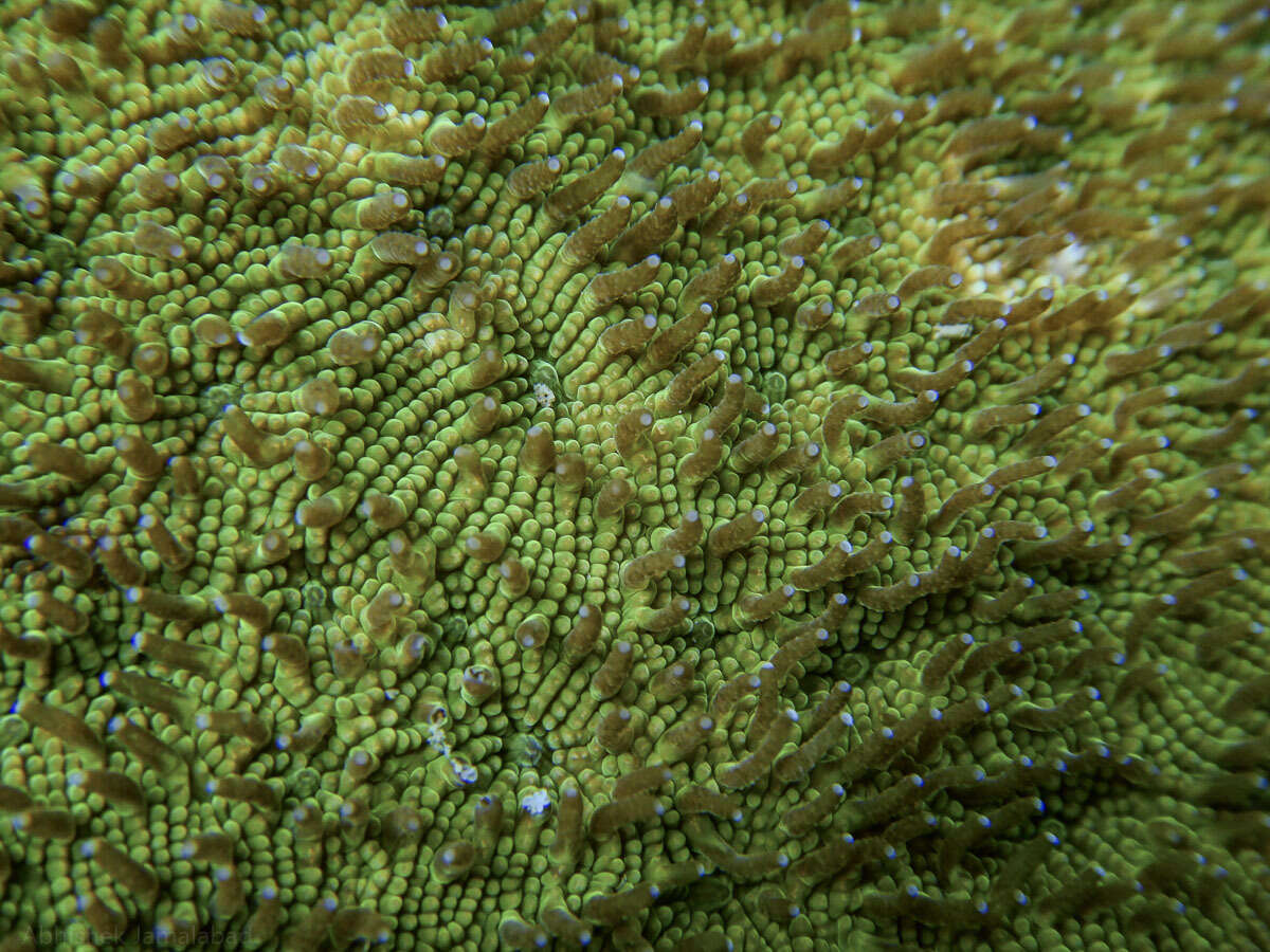 Image of wrinkle coral