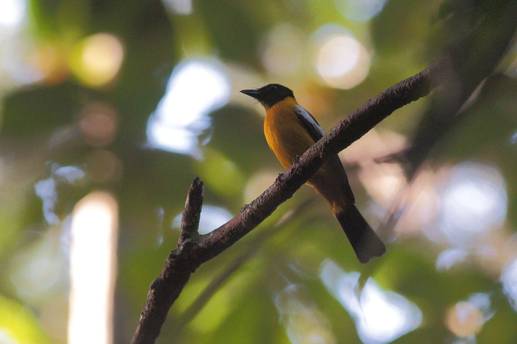 Image of White-winged Shrike-Tanager