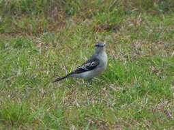 Image of White-shouldered Triller